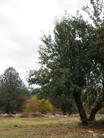 Ausgrabungsstätte Dodona