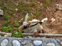 Korfu - Paleokastritsa