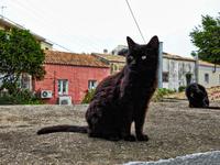 Katze auf Korfu