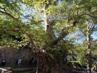 Krasi - 2000 Jahre alte Platane