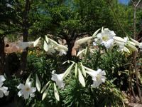 Kloster Moni Agia Triada Tzagalorolon