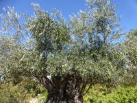 Olivenbaum auf Naxos