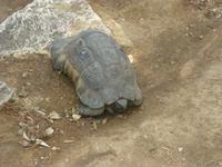 Schildkröte vor der Akropolis