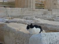 Katze auf der Akropolis