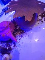 Silvestergala im Titania Hotel