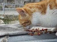 Katze am Epidaurus Theater