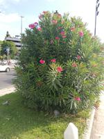 Oleander Busch am Straßenrand