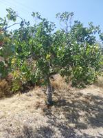 Pistazienbaum auf Ägina