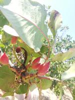 Pistazie vor der Ernte und Röstung - Ägina