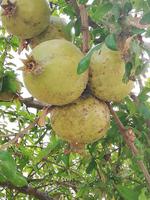 Wilder Granatapfel am Baum - Ort Ägina