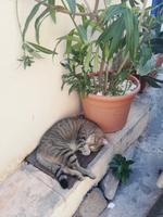 Kleine Wegbegleiter in Ägina