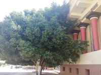 Nauplia - Riesiger Baum