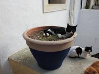 Kloster Paleokastritsa Korfu