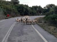 Fahrt von Sparta nach Kalamata... - Taygetos-Passstraße 