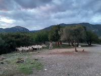 Fahrt von Sparta nach Kalamata... - Taygetos-Passstraße 