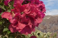 Blumenpracht auf den Kykladen