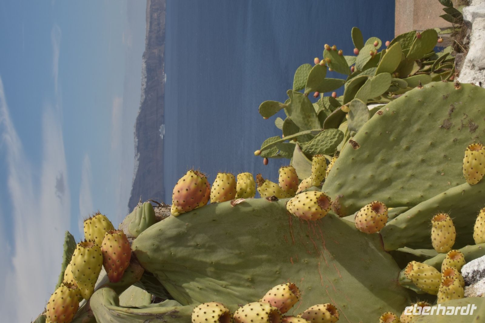 Kaktusfeige mit Meer im Hintergrund