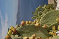 Kaktusfeige mit Meer im Hintergrund