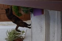 in den Gassen von Naxos Chora