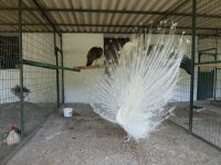 Albino Pfau Kloster Ägina