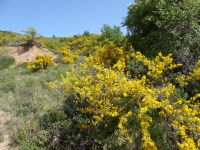 Flora an der Schlucht