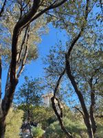 Blick durch die Bäume zu den antiken Tempeln