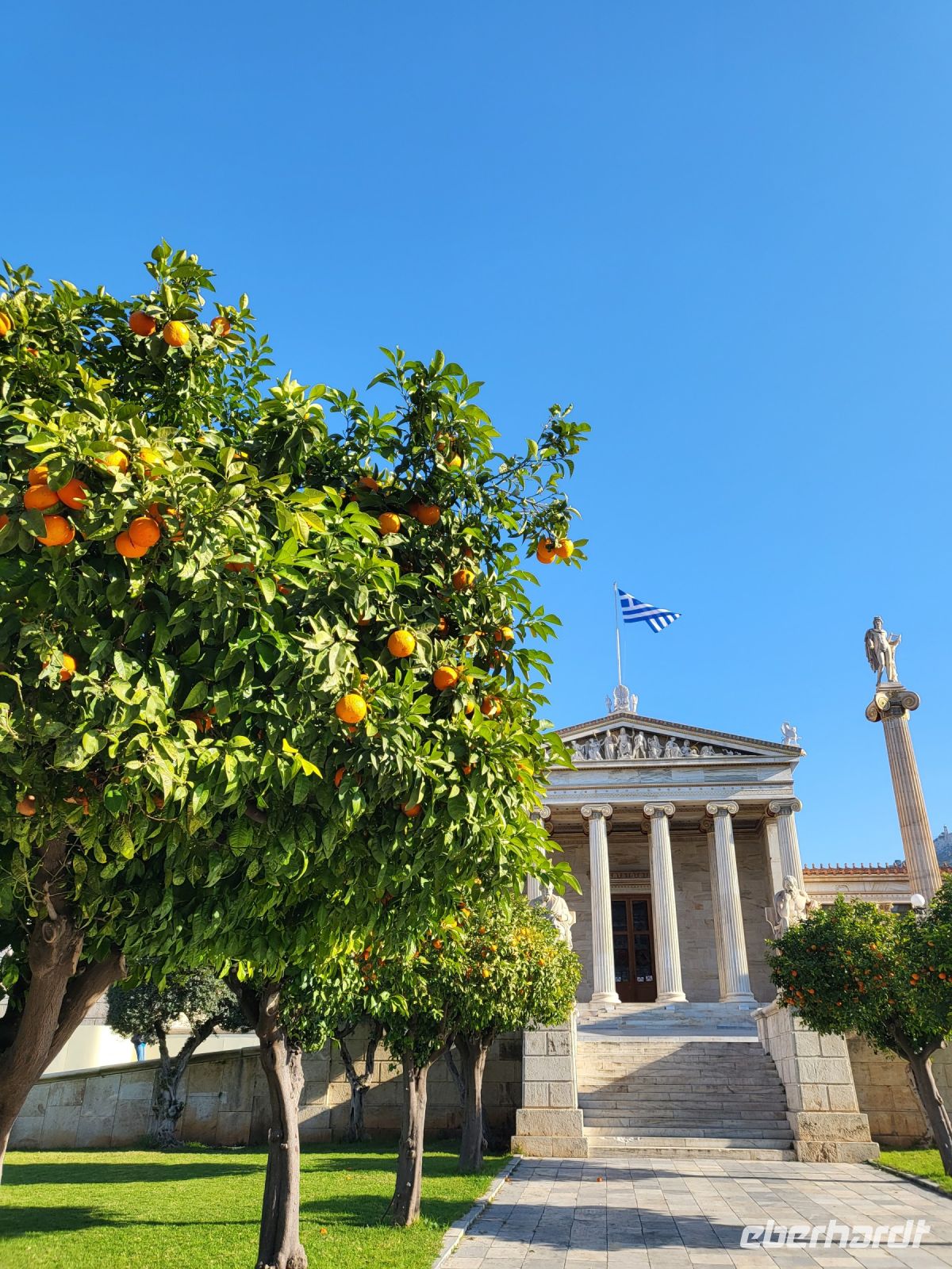 Mandarinenbaum vor der Universität