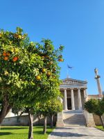 Mandarinenbaum vor der Universität