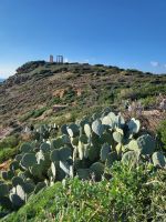 Poseidon Tempel auf Kap Sounion, mit Kaktus im Vordergrund 