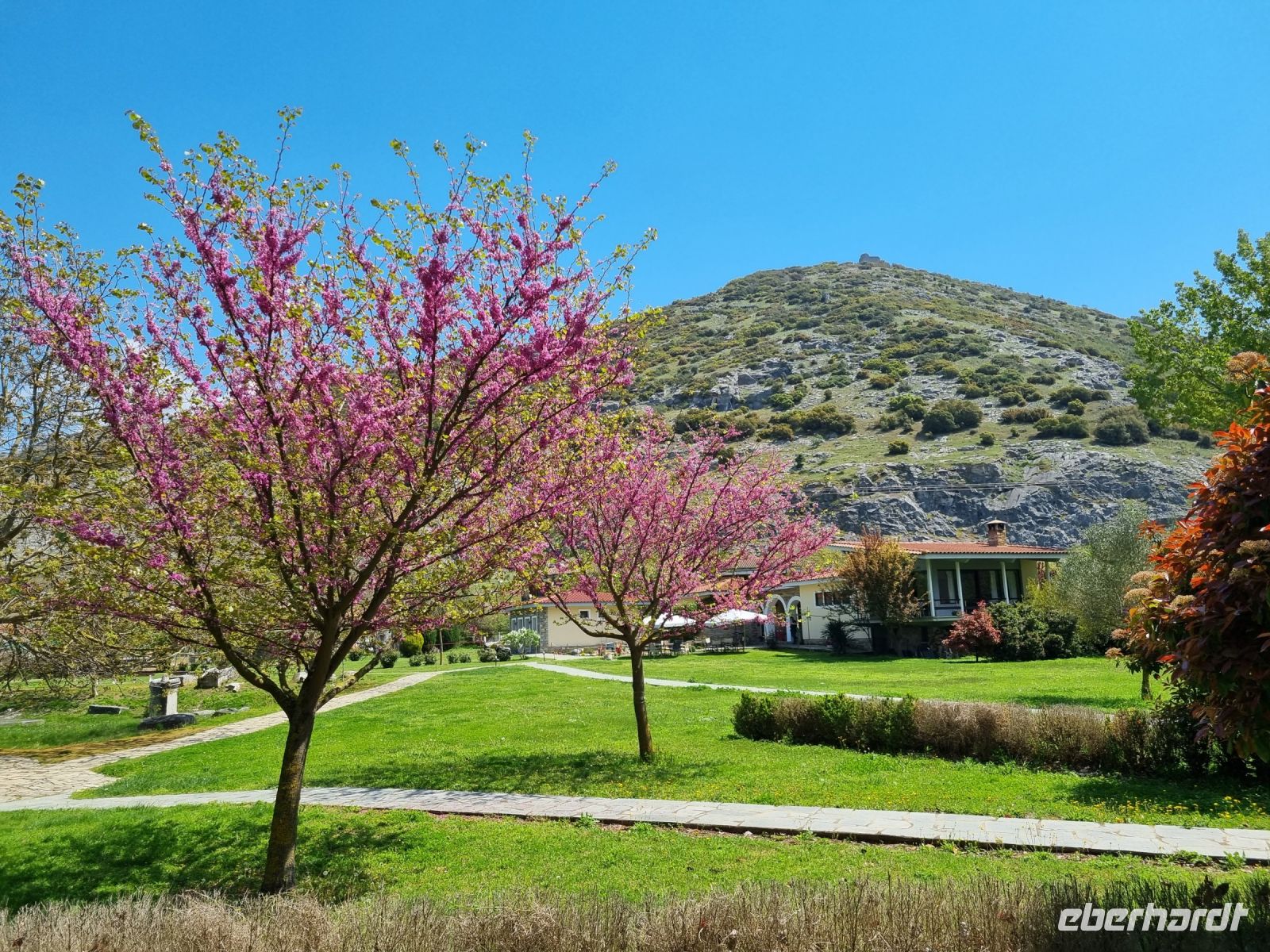 Philippi - Judasbäume in voller Blüte...