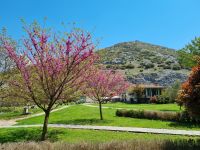 Philippi - Judasbäume in voller Blüte...