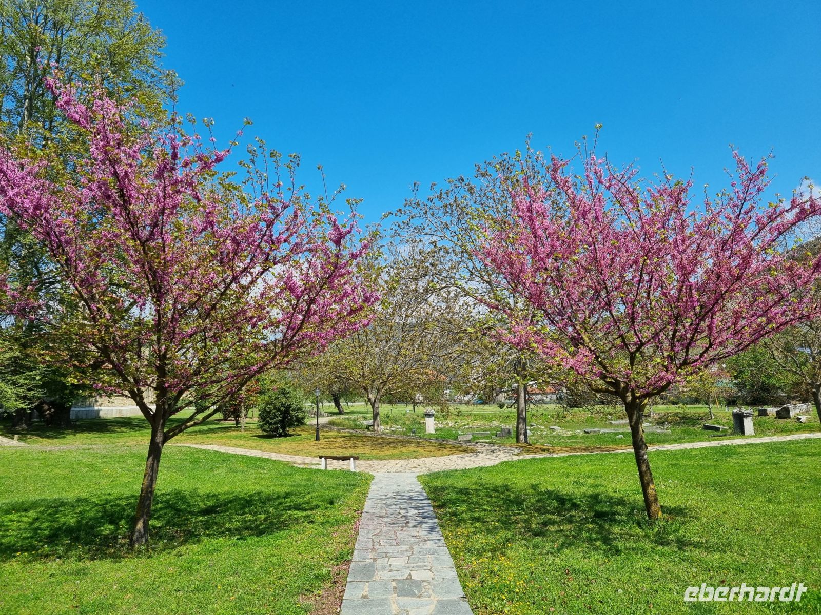 Philippi - Judasbäume in voller Blüte...