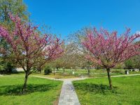 Philippi - Judasbäume in voller Blüte...