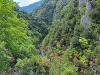 Wanderung am Fuße des Olymp - Litochoro (Enipeas-Schlucht)