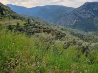 Landschaft von Delphi