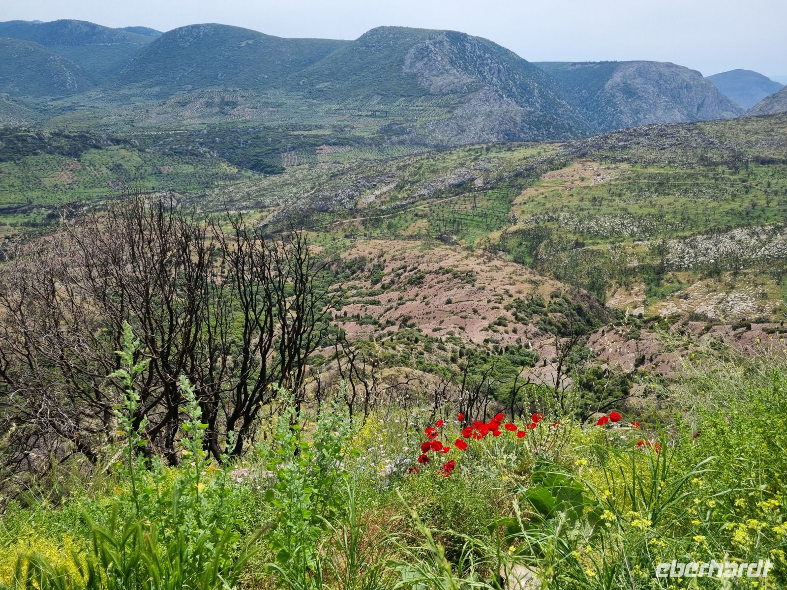 Umland des Klosters Hosios Lukas bzw. Osios Loukas