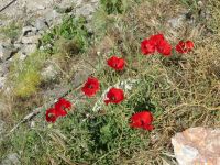 Farbtupfer bei Profiti Ilias