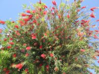 Zylinderputzer /Callistemon