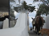 der Esel als Transportmittel in Oia