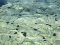 Seeigel im glasklaren Wasser