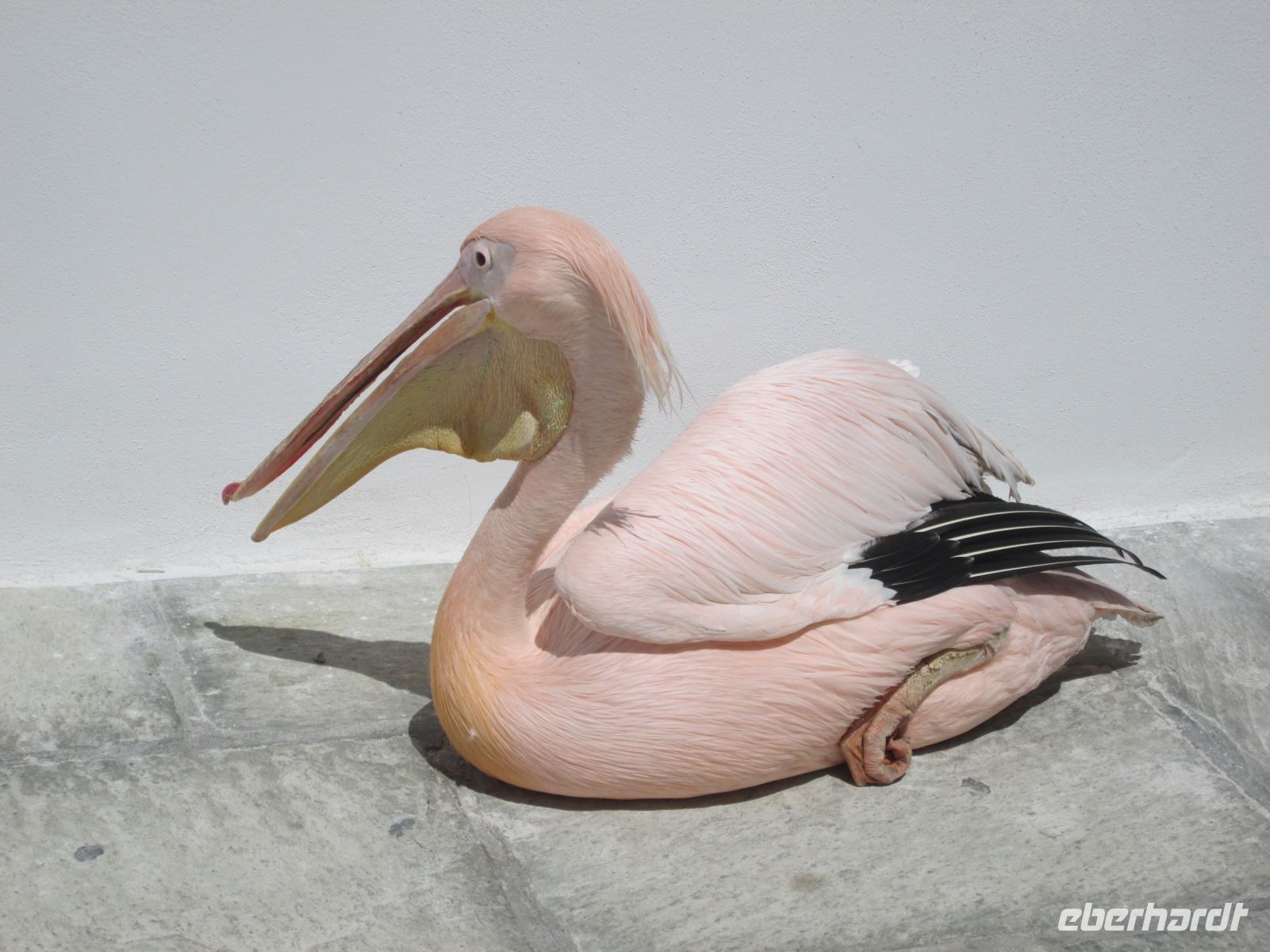 der Nachfolger von Petros