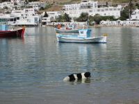 eine Erfrischung auch für den Hund