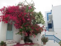 Bougainvillea/ Drillingsblume