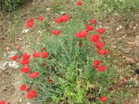 leuchtende Farbtupfer