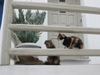 ...sollte vielleicht ein Löwe werden;:)