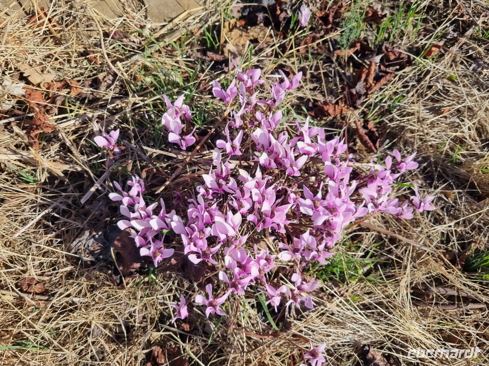 Messene - Alpenveilchen