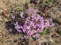 Messene - Alpenveilchen