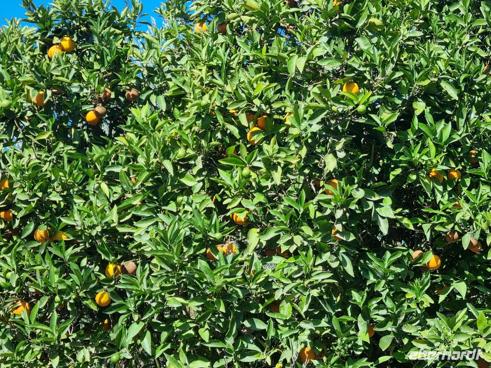 Vegetation auf der Halbinsel Mani...