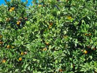 Vegetation auf der Halbinsel Mani...