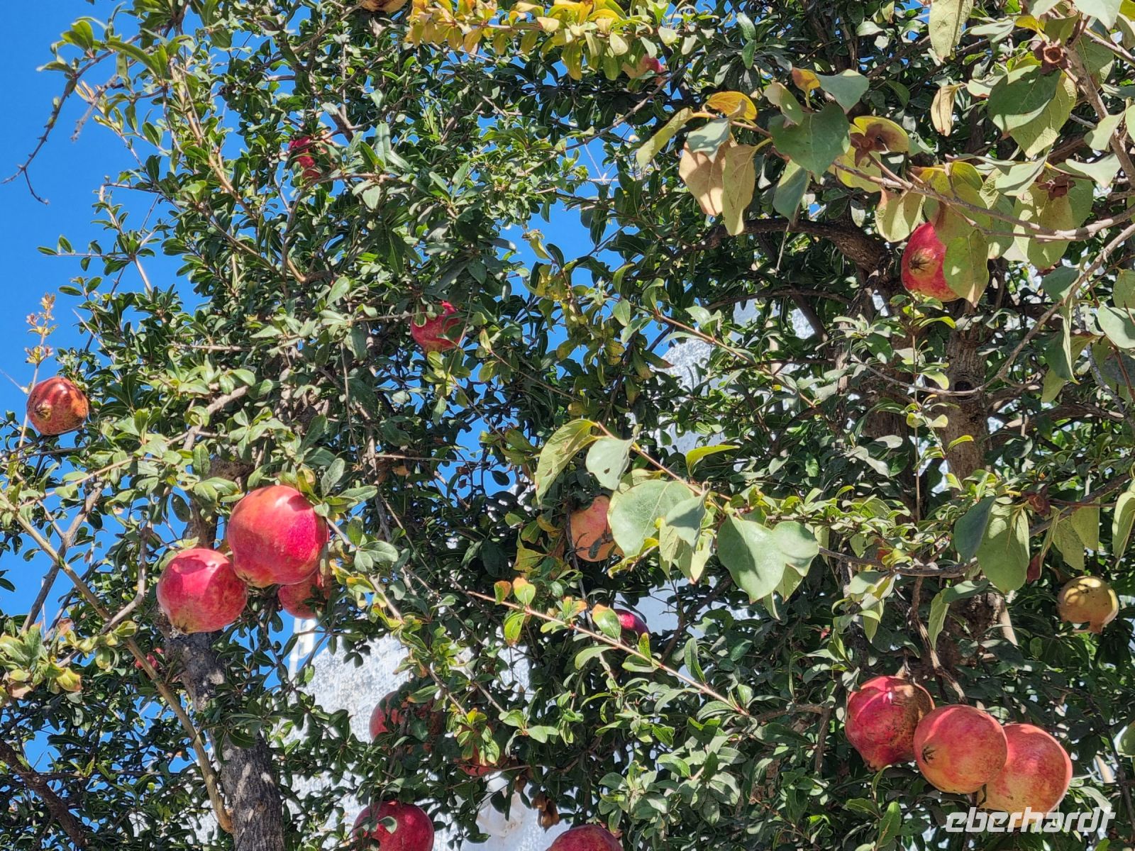 Vegetation auf der Halbinsel Mani... (Granatapfelbaum)